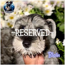 Blain AKC - Salt and pepper male Miniature Schnauzer puppy in Spruce Pine, North Carolina from Schnauzers of Blue Ridge