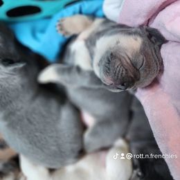 French Bulldog and Rottweiler Puppies from Rott'N'Frenchies
