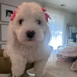 Rose - White female Cavapoo puppy in Sacramento County, California from Sac-Town Poodles and Doodles