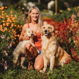 Golden Retriever Puppies from Sheaman Farm