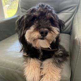 Willow - Aussiedoodle