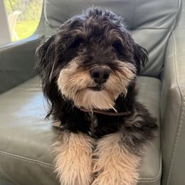 Willow - Aussiedoodle