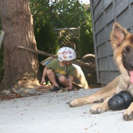 Shiloh Shepherd Puppies from Solace Shilohs