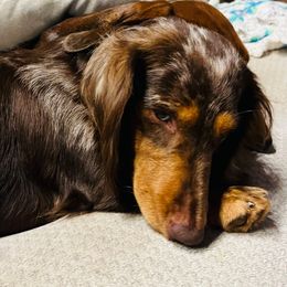 Luna - Dachshund