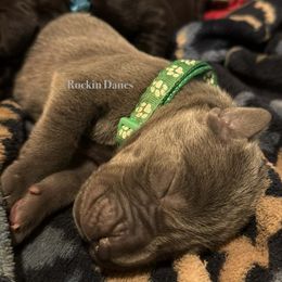 Great Dane puppies from Rockin' Danes