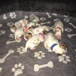 Cavalier King Charles Spaniel Puppies from Christina’s Cavaliers