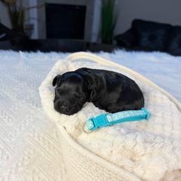 Espresso - Black male Poodle puppy in Florida from Adorable Toy-Miniature Poodles