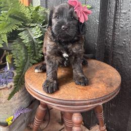 Duck - Sable female Goldendoodle puppy in Newcastle, Oklahoma from Hollywood Doodles
