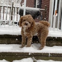 Stitch - Goldendoodle