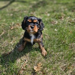 Cavalier King Charles Spaniel Puppies from Grand Oaks Cavaliers