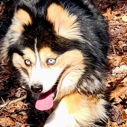 Pixie - Tri-color female Pomsky puppy in Gladstone, Virginia from Rustic Charms Miniature Huskys