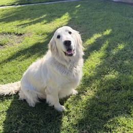 Baiely - Golden Retriever