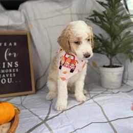 Goldendoodle Puppies from Unike Puppies