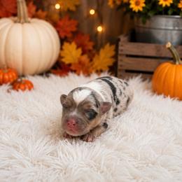 Pixie - Blue merle female Miniature Australian Shepherd puppy in Louisville, Mississippi from Kristy’s Kennels