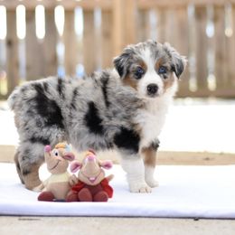 Australian Shepherd Puppies from Fairytail Aussies