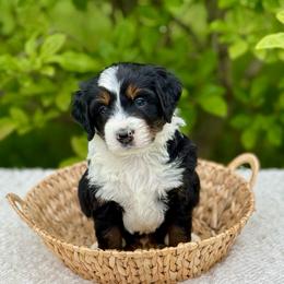 Trooper - Tri-color male Bernedoodle puppy in Bremen, Indiana from Farmland Doodles