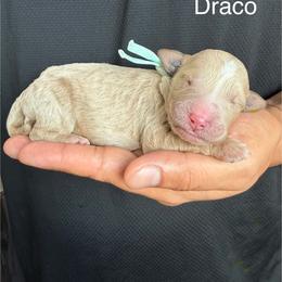 Draco - Apricot male Goldendoodle puppy in Conroe, Texas from Tails of Cypress