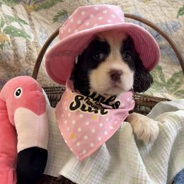 Samantha - Liver and white female English Springer Spaniel puppy in Cookeville, Tennessee from AVE Springer Spaniels