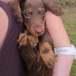 Dachshund Puppies from Shelby Stewart