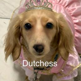 Dutchess Crème Brûlée - Dachshund