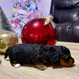 Motta - Black and tan female Dachshund puppy in Las Piedras from New Empire Kennels