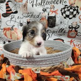 Laney - Dapple female Dachshund puppy in Anaconda, Montana from Williams Family Dachshunds