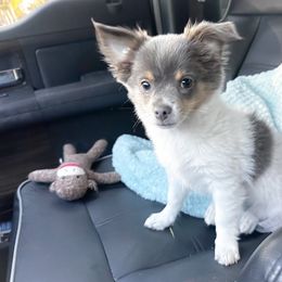 Chihuahua Puppies from Turners Chihuahua