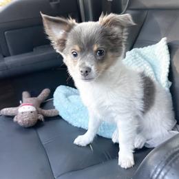 Chihuahua Puppies from Turners Chihuahua