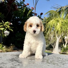 Girl 3 - Parti female Poodle puppy in San Diego, California from Goldendoodles & Poodles of San Diego