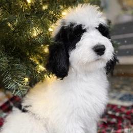 Belle - BLACK PARTI PHANTOM (was Boo) - Black and white female Bernedoodle puppy in Lookout, California from Remington Kennels, LLC