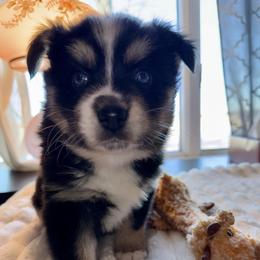 Vernie - Black and white male Pomsky puppy in Wisconsin from Summer's Pomskies