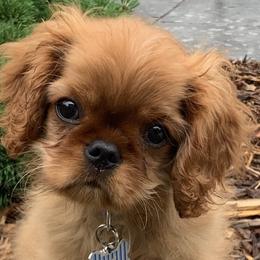 Cavalier King Charles Spaniel Puppies from Avion's Cavaliers