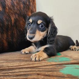 Jackson - Black and tan male Dachshund puppy in Lindsay, California from Lewis Creek's Dachshunds