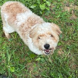 Lainey - Sable female Aussiedoodle puppy in Orleans, Indiana from Mae Blossom Puppies
