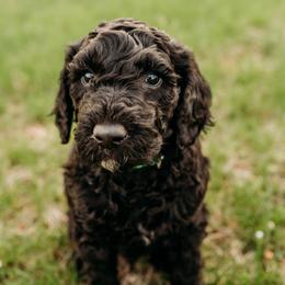 Thelonious Monk - Black male Labradoodle puppy in Orange, Virginia from Hillcrest Labradoodles