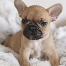 French Bulldog Puppies from White Hippo Frenchies