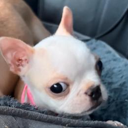 Minnie - Lilac female Boston Terrier puppy in Farmington, Connecticut from Boston Luvs