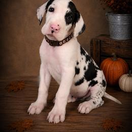 Puppy 1 - Harlequin male Great Dane puppy in Ocala, Florida from Oak Haven Great Danes