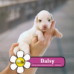 Daisy - Fawn and white female Sheepadoodle puppy in Cleveland, Tennessee from Narrow Path Old English & Sheepadoodles