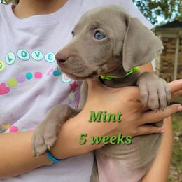 Mint - Silver gray female Weimaraner puppy in Kingwood, Texas from Desert Rose Weimaraners