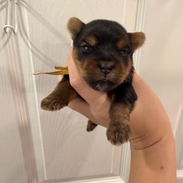 Kylo - Black and tan male Yorkshire Terrier puppy in Georgia from Nalley Kennels