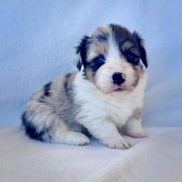 Sterling - Blue merle and white male American Corgi puppy in Clifton, Texas from 5H Corgis