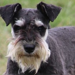 Shrek - Miniature Schnauzer