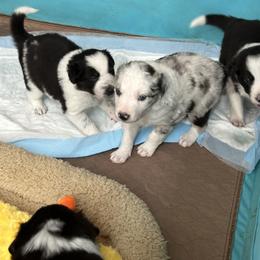 Border Collie Puppies from Roaring River Border Collies