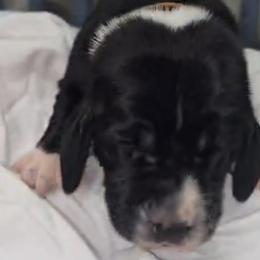 Basset Hound Puppies from Buck Wild 4 Bassets
