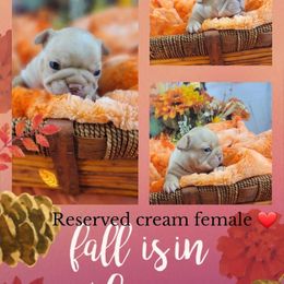 Bulldog and French Bulldog Puppies from Eclipse Bulldogs