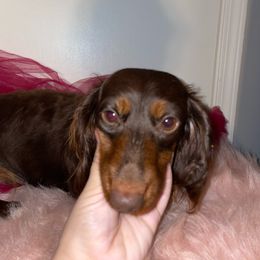 Coco - Dachshund