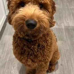 Australian Labradoodles, Cockapoos, Goldendoodles, and Labradoodles from Dessie's Doodles