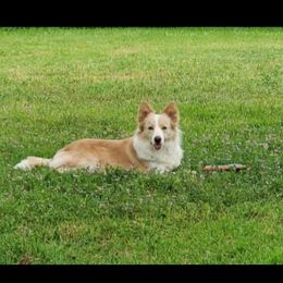Kala - Border Collie