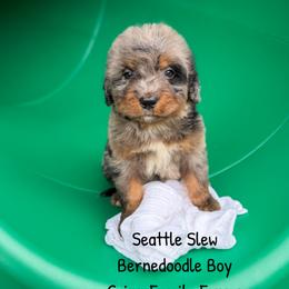 Seattle Slew - Blue merle male Bernedoodle puppy in Grove, Oklahoma from Guinn Family Farms